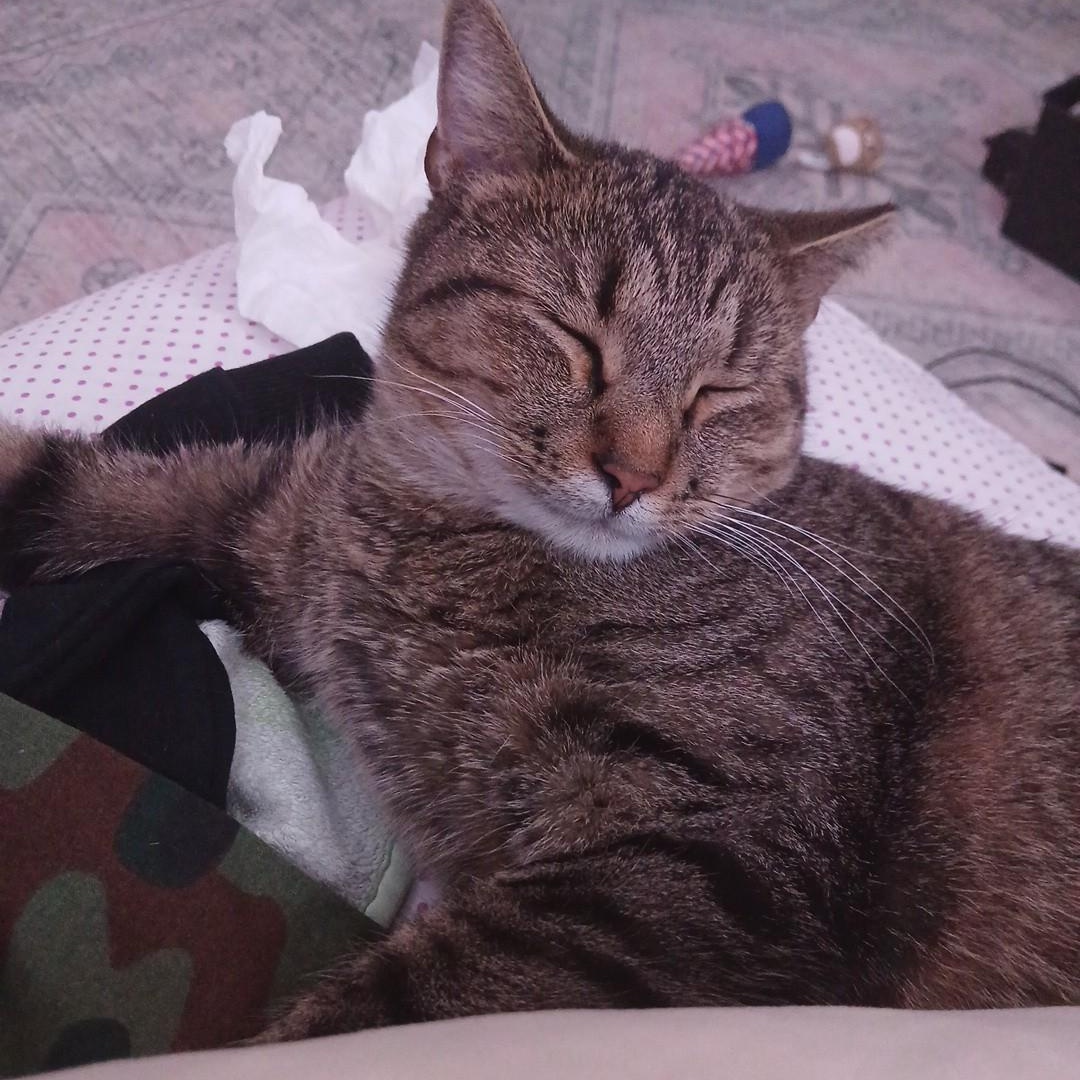 Baby Cat, Adopted, Young Male Tabby.