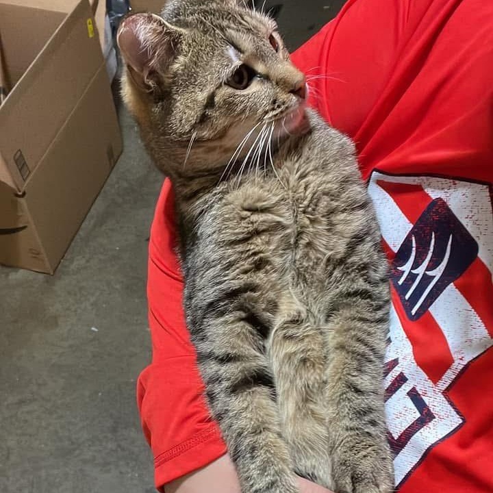 Enlarge Baby Cat, a Adopted Tabby in Reynoldsburg, OH image 5/5