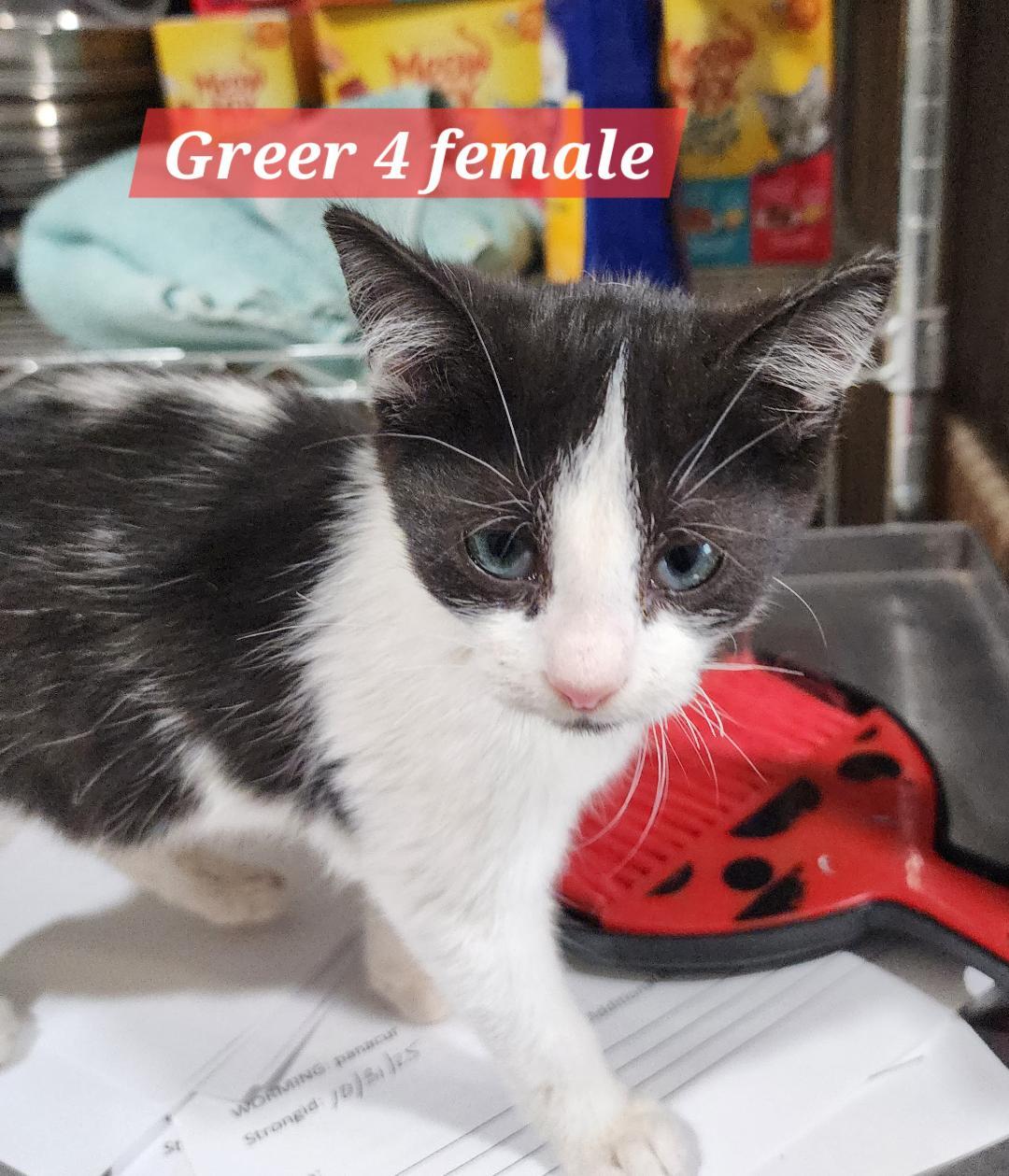 Enlarge Pretzel, a Adoptable Domestic Short Hair in Point Pleasant, WV image 1/1