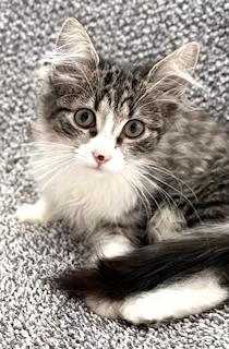 Enlarge Suki , an adopted Domestic Long Hair in Garden Grove, CA image 2/2