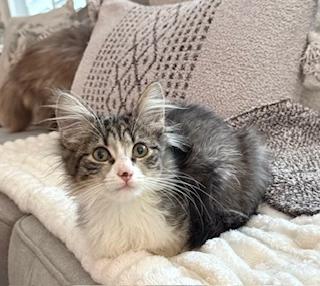 Enlarge Suki , an adopted Domestic Long Hair in Garden Grove, CA image 1/2