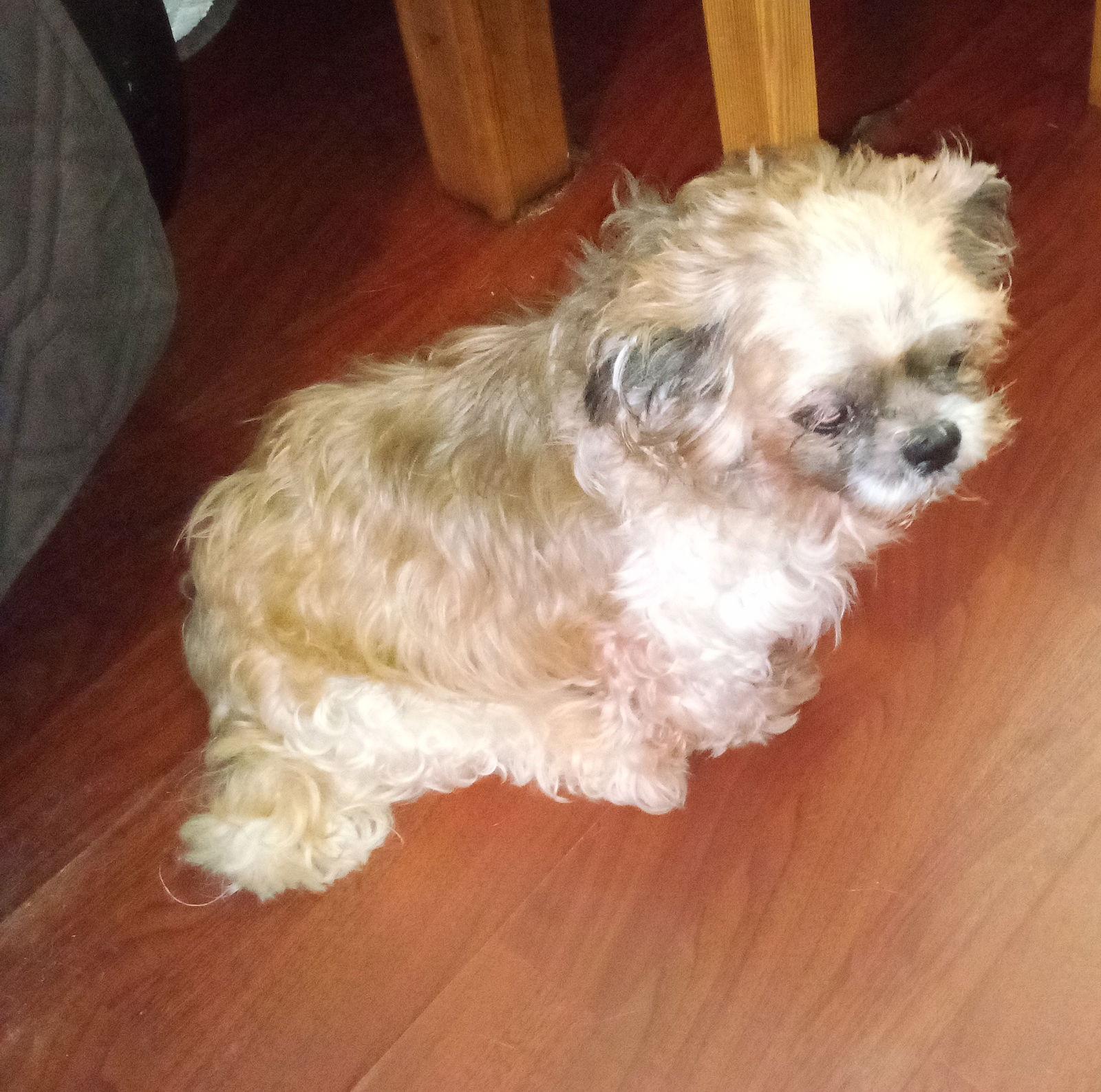 Tikka, a Adopted Shih Tzu in Oakdale, TN image 1/2