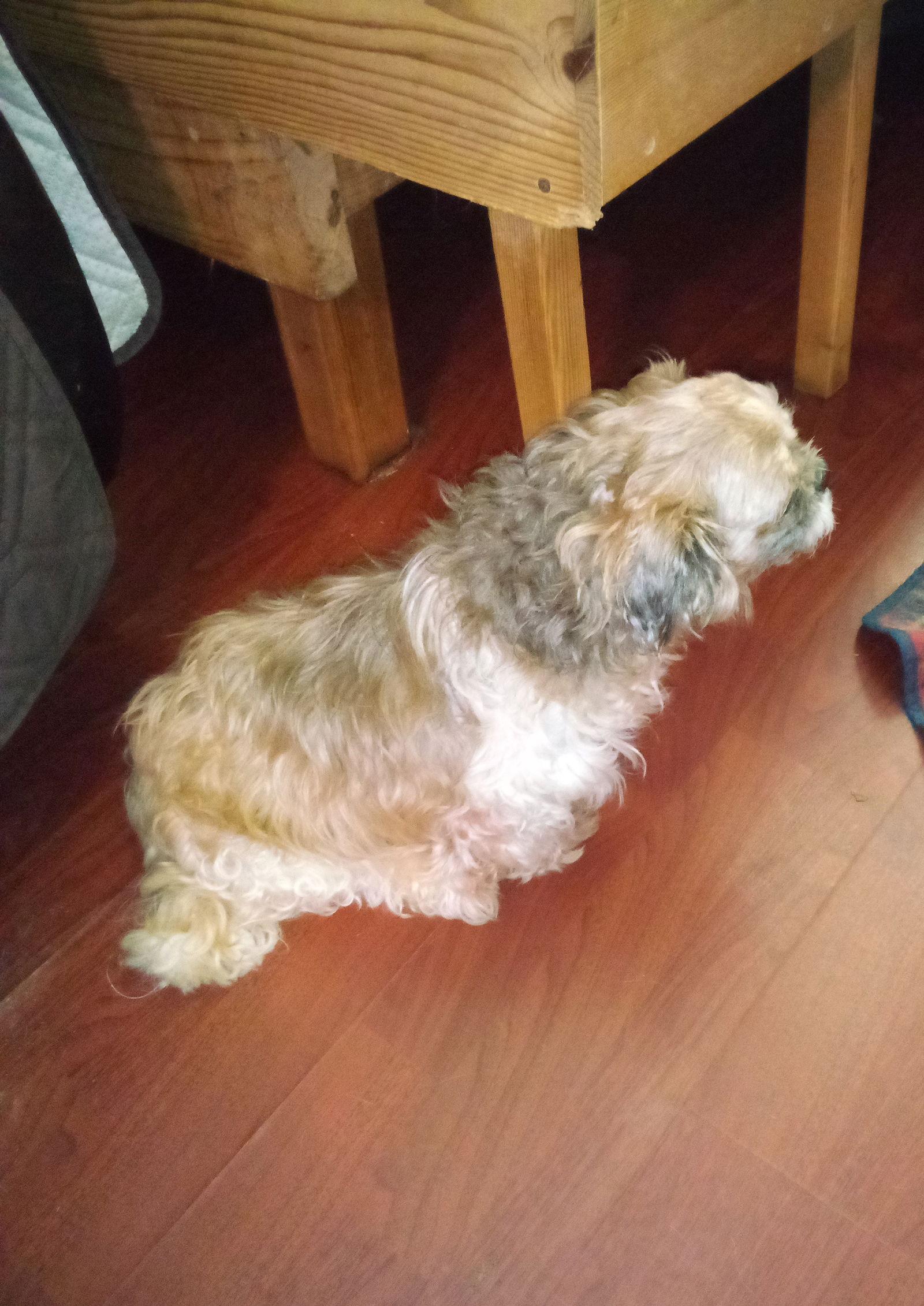 Tikka, a Adopted Shih Tzu in Oakdale, TN image 2/2