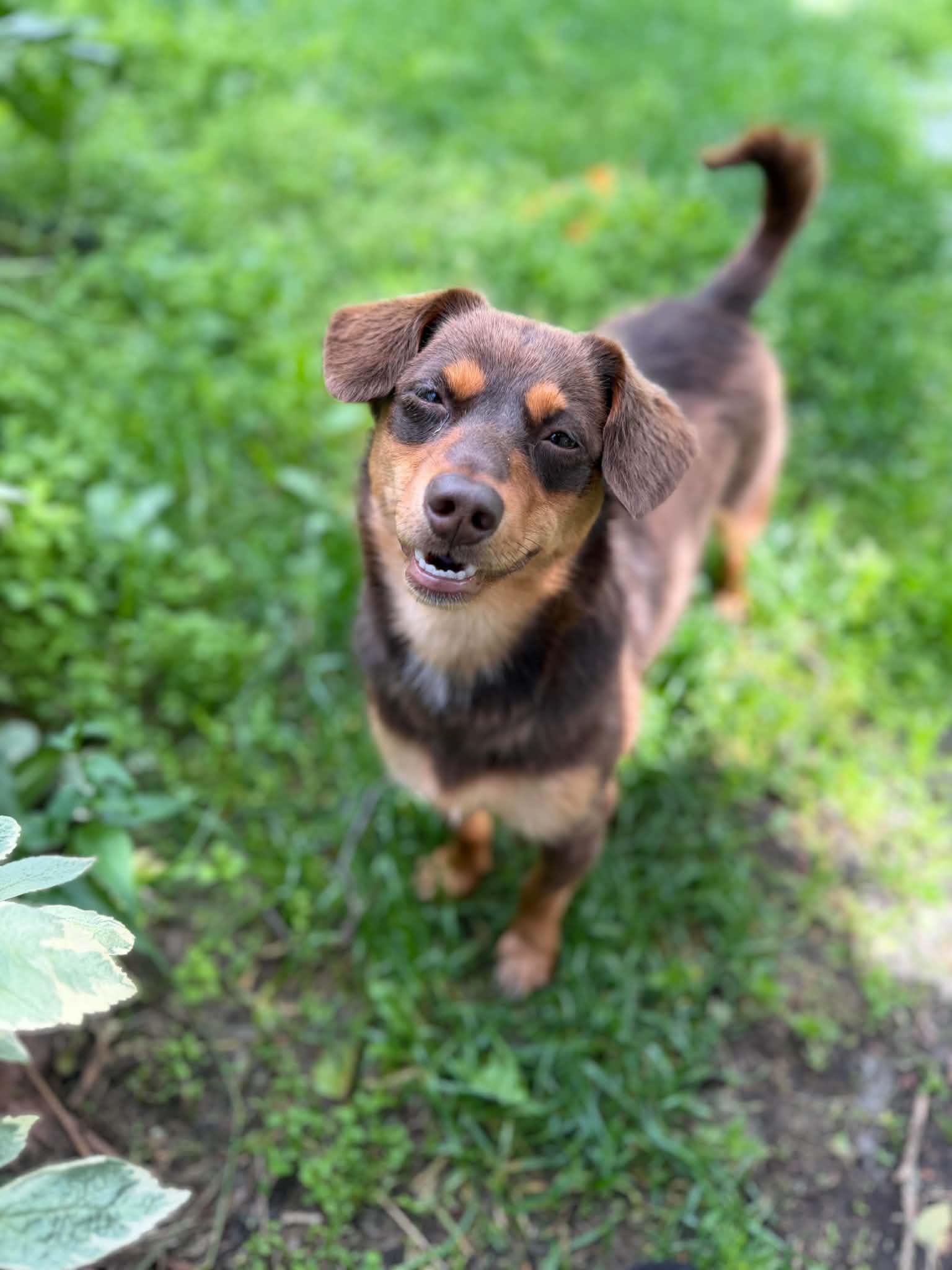 Sandy, Adopted, Young Female Dachshund.