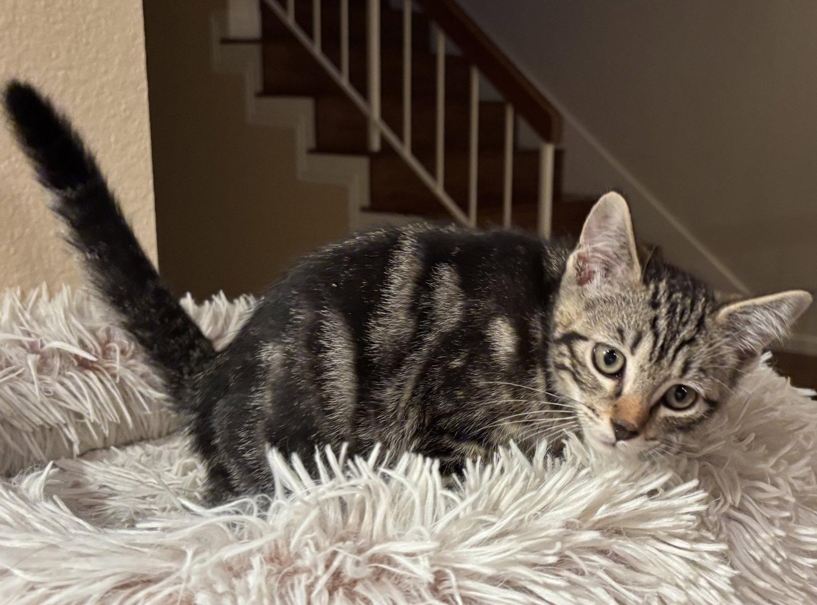 Enlarge Groove, a Adoptable mixed breed in Laguna Niguel, CA image 2/3