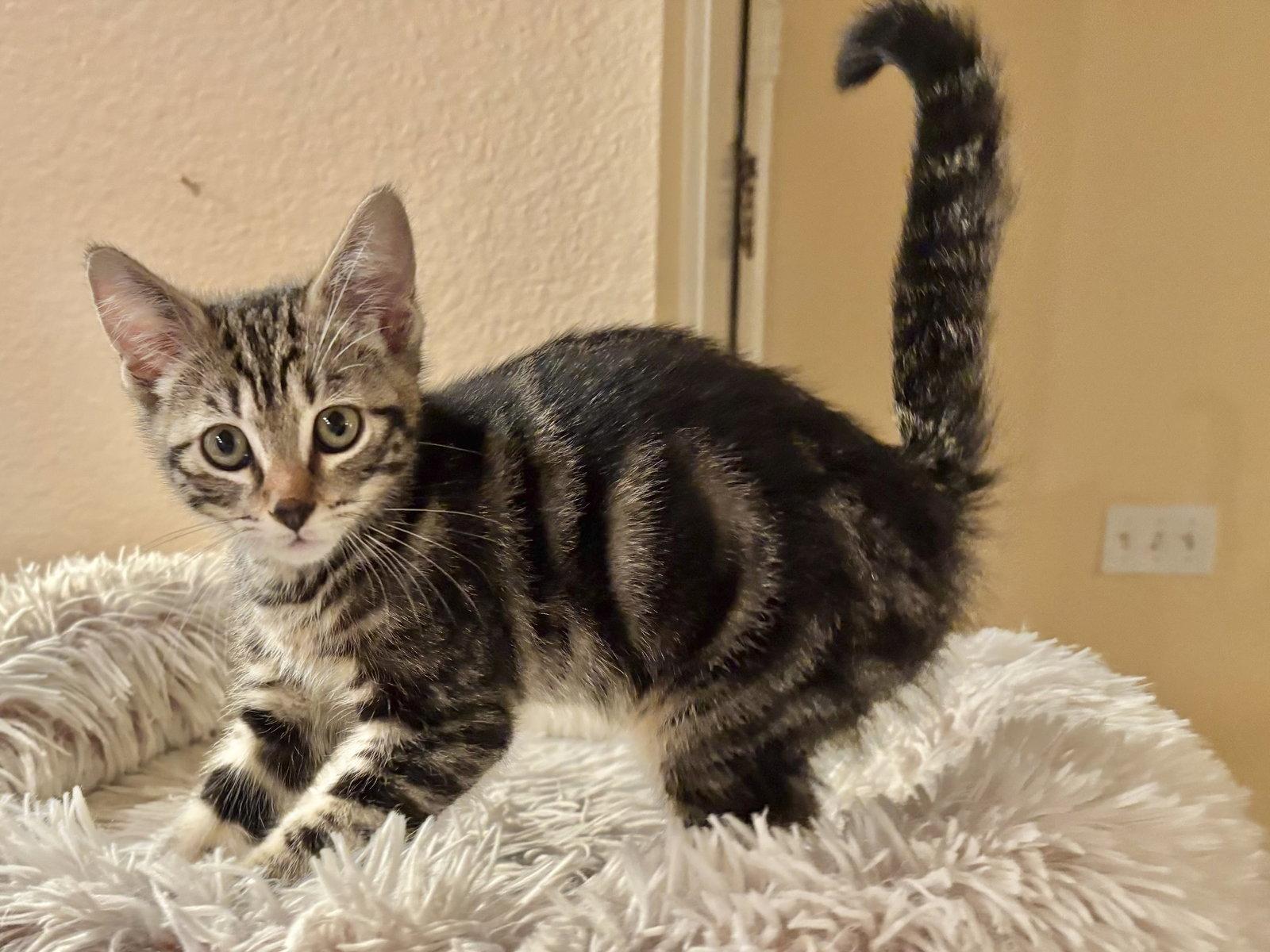 Groove, Adoptable, Kitten Male Tabby & Domestic Short Hair.