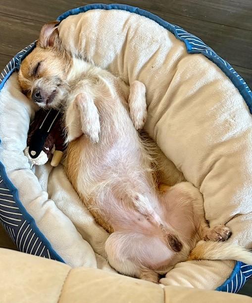 Enlarge King Alfie, an adopted mixed breed in Victoria, BC image 4/6