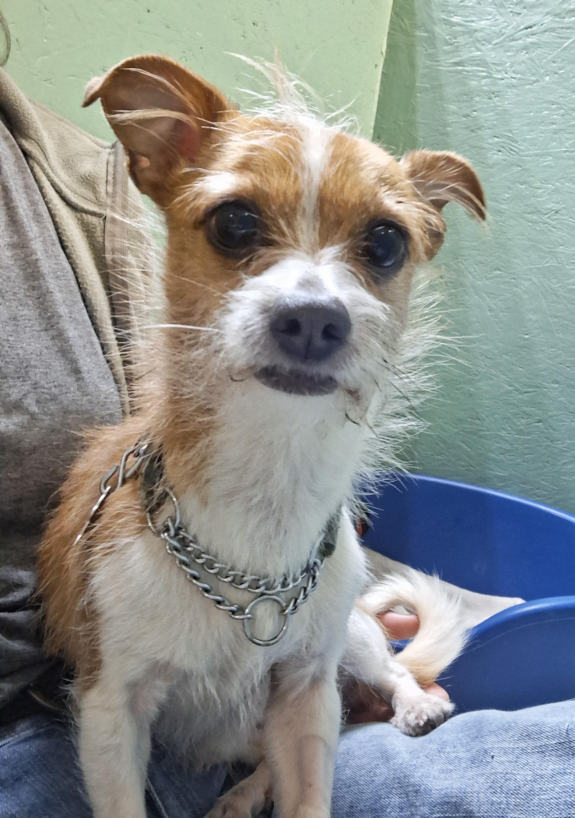 King Alfie, adopted, Adult Male Chihuahua & Jack Russell Terrier.