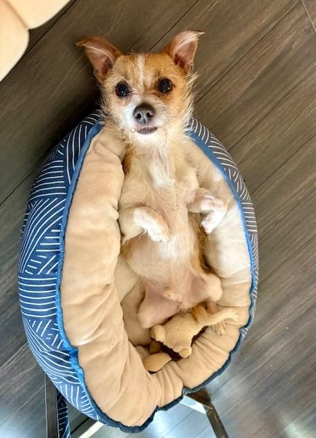 Enlarge King Alfie, an adopted mixed breed in Victoria, BC image 6/6