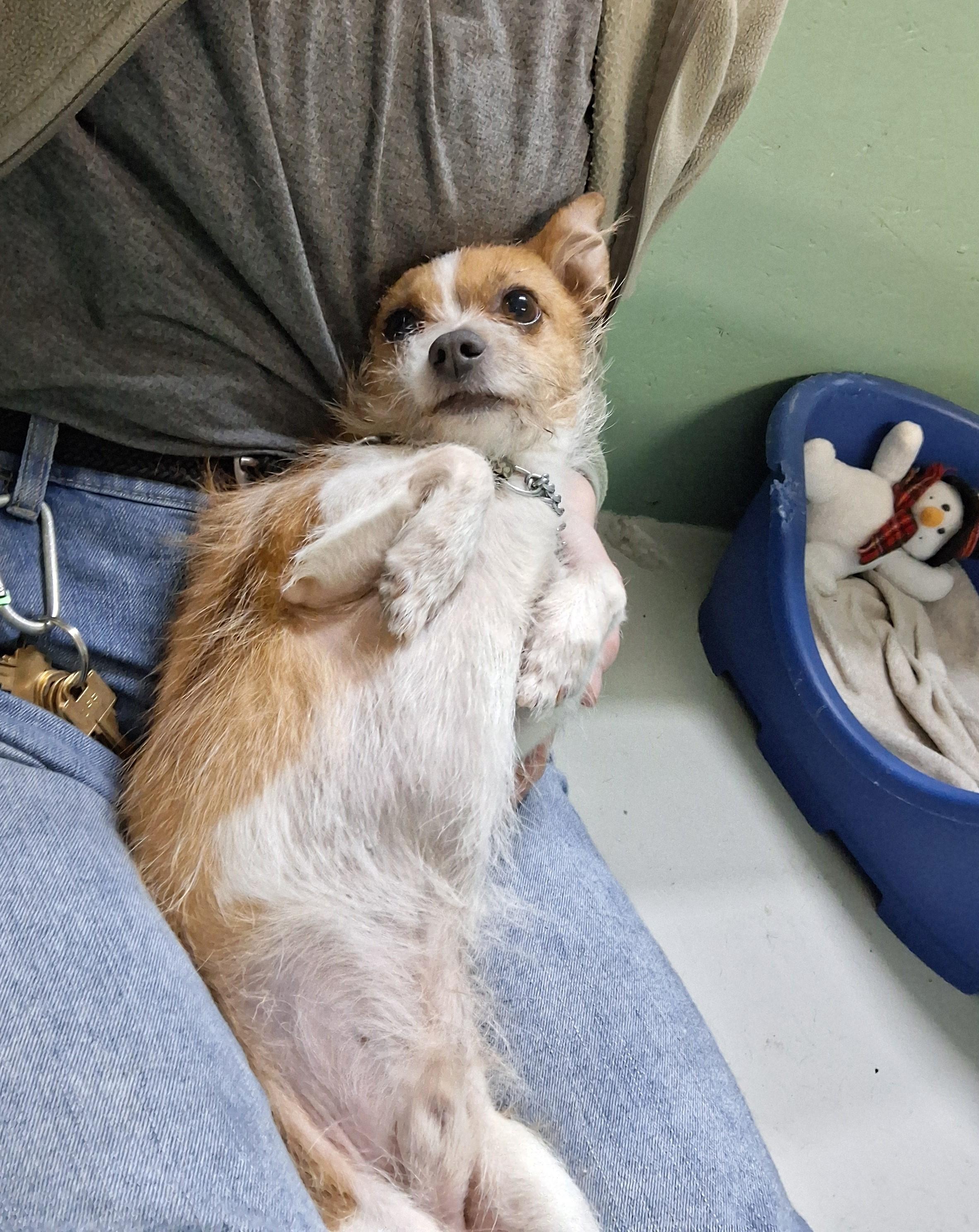 Enlarge King Alfie, an adopted mixed breed in Victoria, BC image 2/6