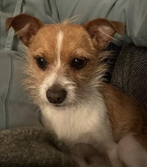 Enlarge King Alfie, an adopted mixed breed in Victoria, BC image 5/6