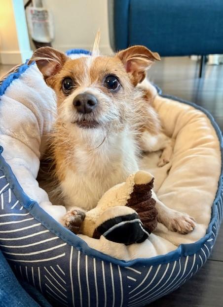 Enlarge King Alfie, an adopted mixed breed in Victoria, BC image 1/6