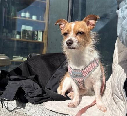 Enlarge King Alfie, an adopted mixed breed in Victoria, BC image 3/6