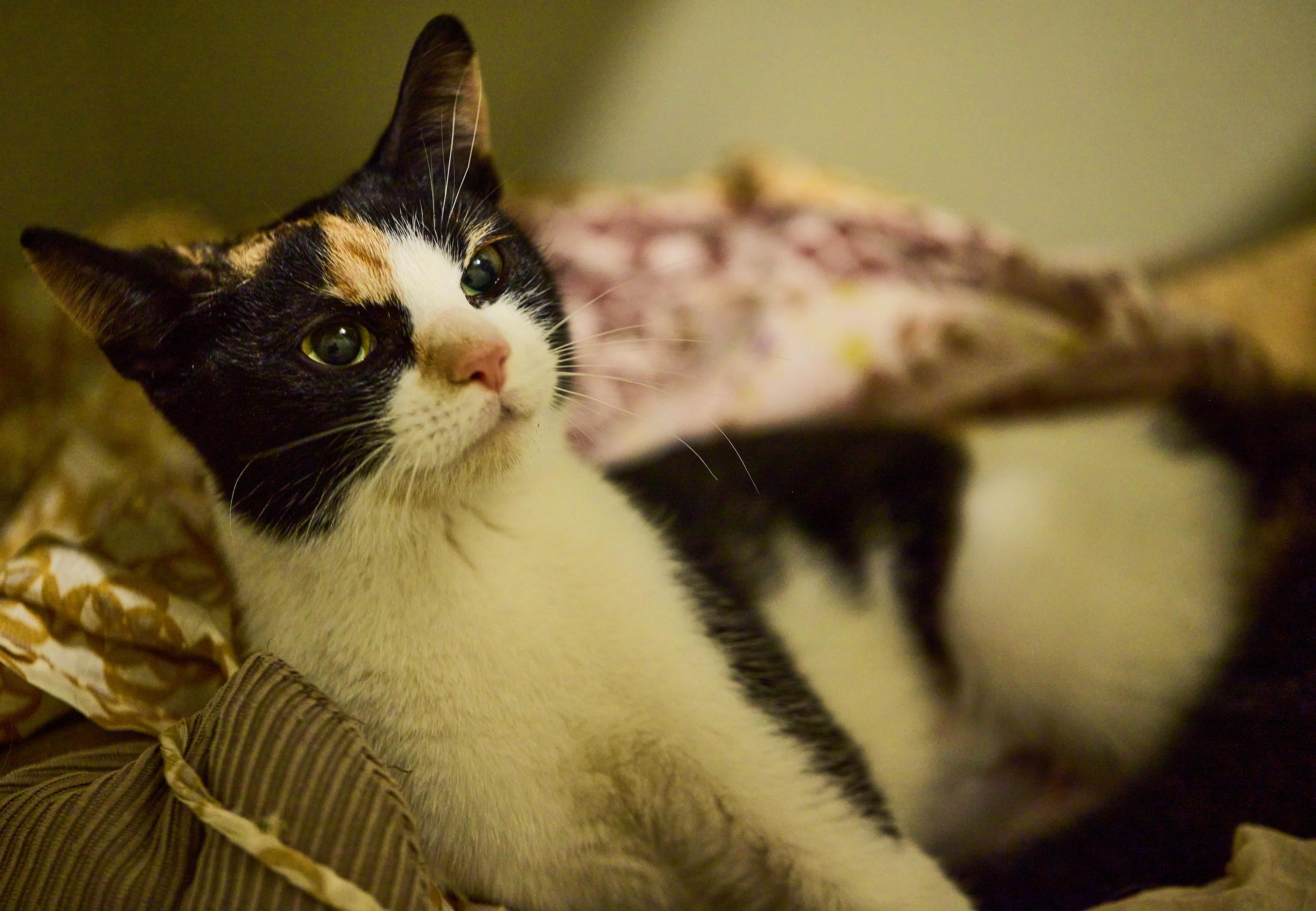 Jovie: Playful and Petite Calico! photo 2