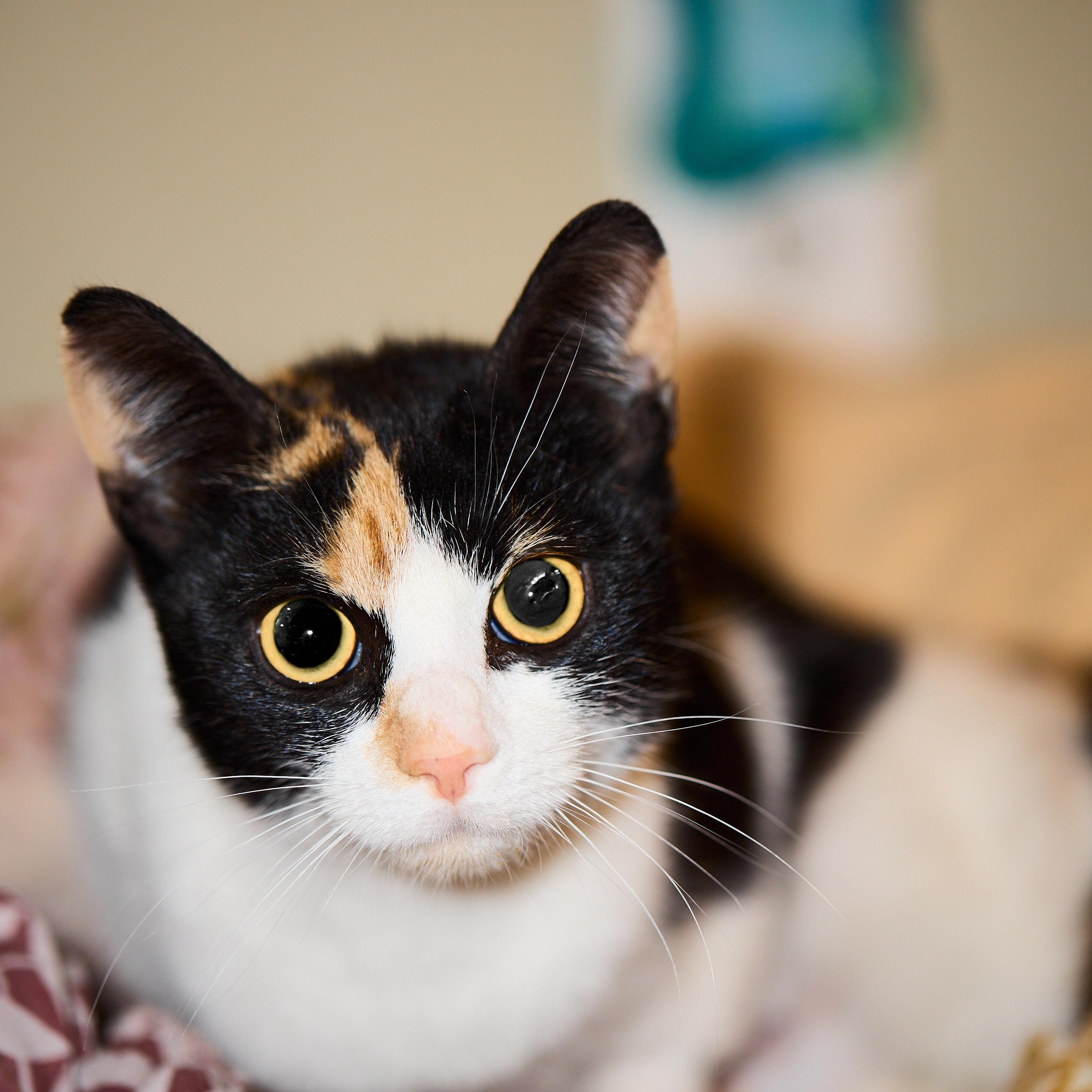 Jovie: Playful and Petite Calico!, Young Female Domestic Short Hair
