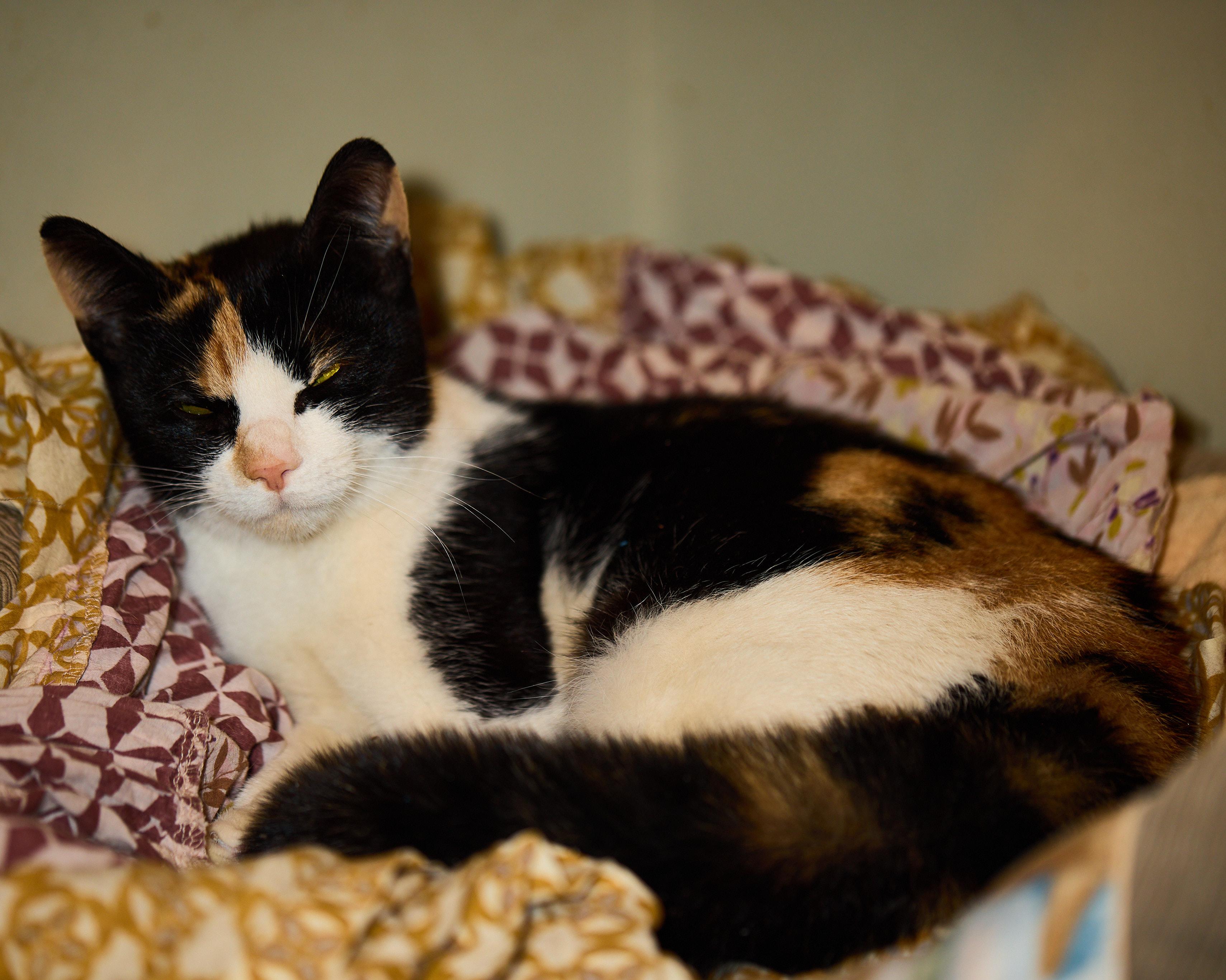 Jovie: Playful and Petite Calico!, a Adoptable Domestic Short Hair in Colts Neck, NJ image 4/4