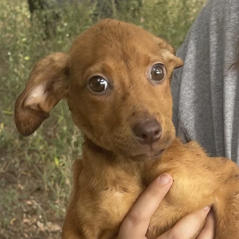Blair Bear, Adoptable, Puppy Male Yellow Labrador Retriever.