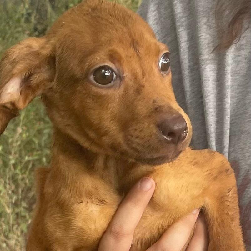 Enlarge Blair Bear, a Adoptable mixed breed in McKinney, TX image 3/3