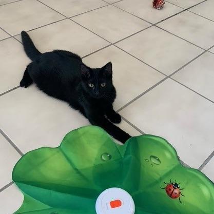 Bart, Adoptable, Kitten Male American Shorthair.