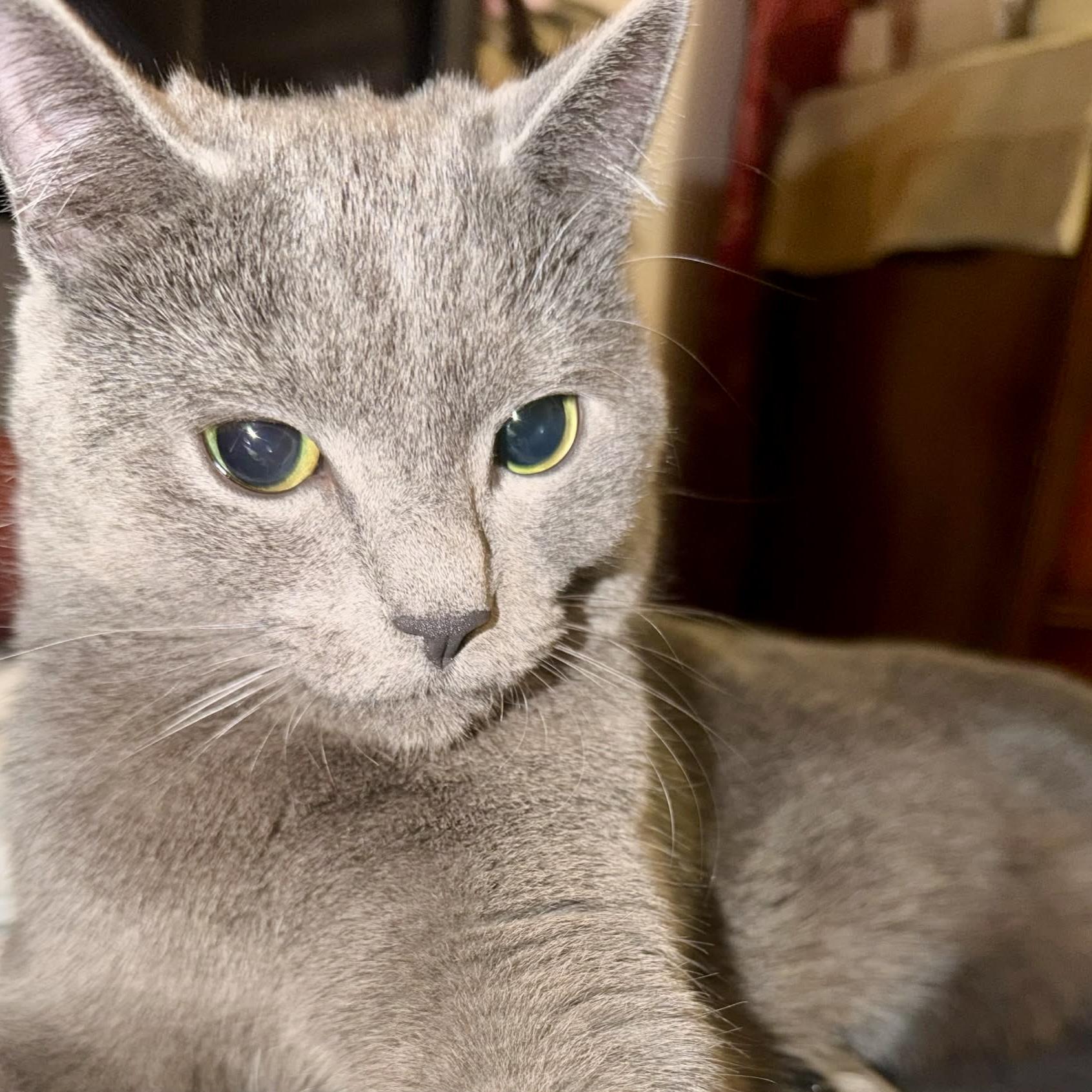 Enlarge Siniy (courtesy listing for Kiah), a ADOPTABLE mixed breed in Myrtle Beach, SC image 4/6