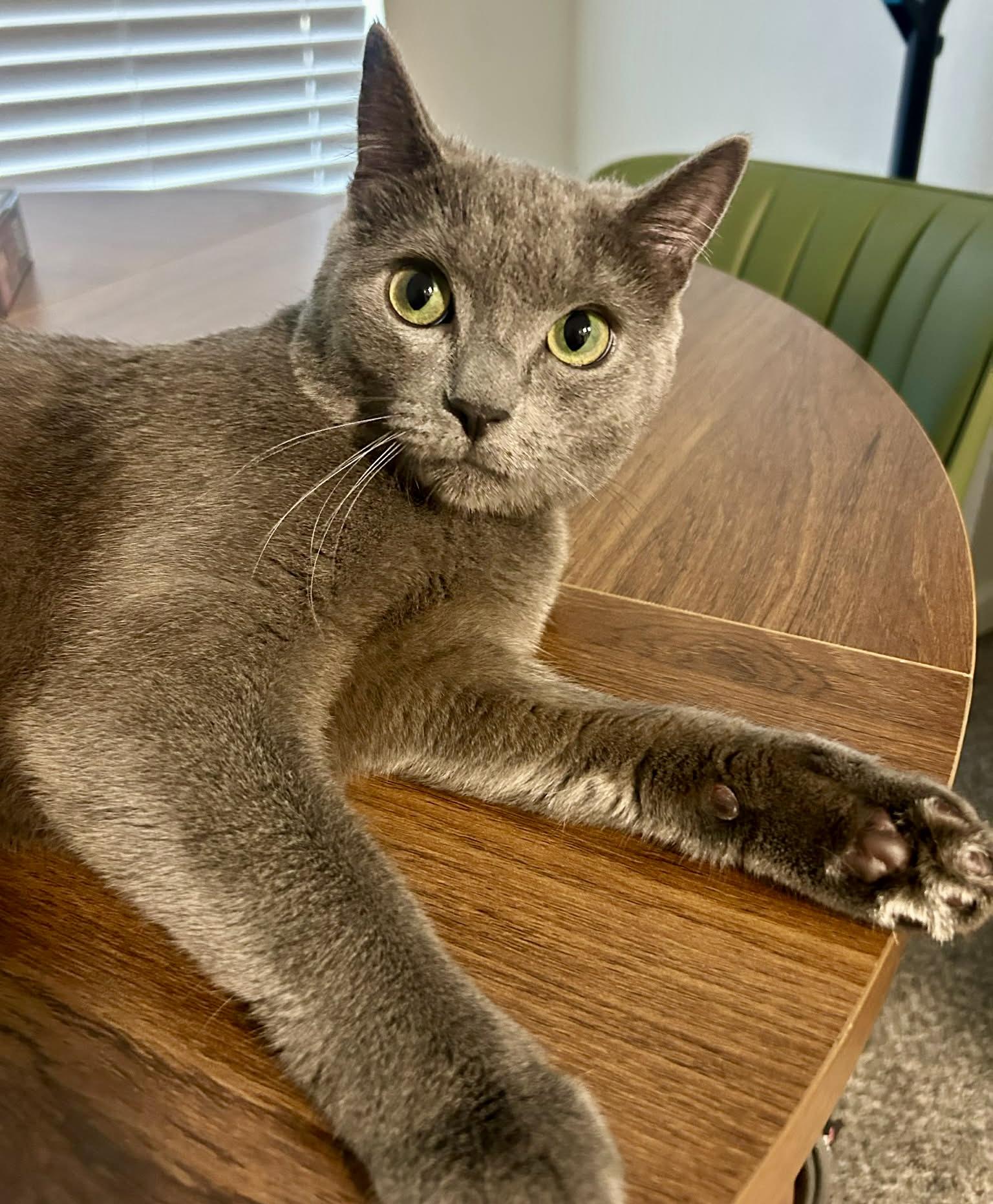 Enlarge Siniy (courtesy listing for Kiah), a ADOPTABLE mixed breed in Myrtle Beach, SC image 1/6