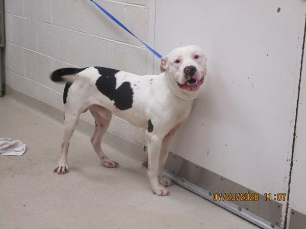 Tyson (810), Adoptable, Young Male American Bulldog.