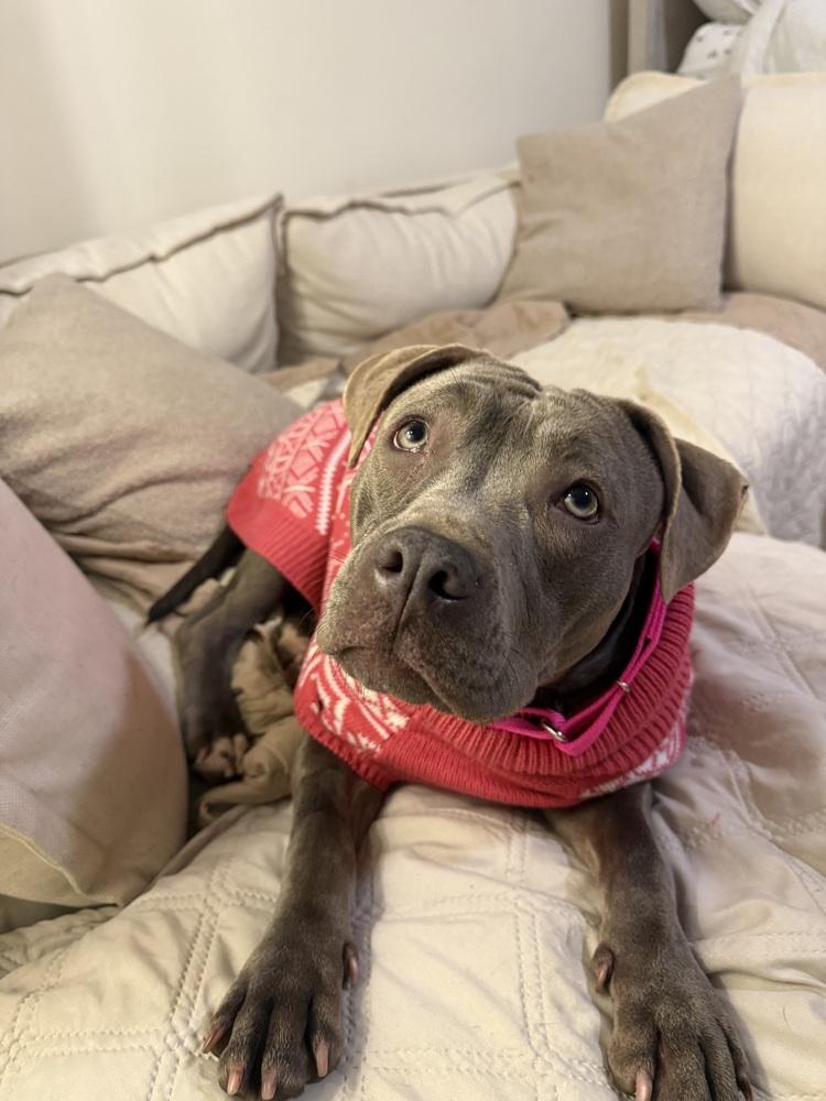 Silvie, Adoptable, Young Female Mixed Breed.