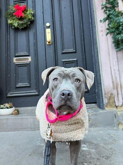 Enlarge Silvie, a Adoptable mixed breed in New York, NY image 2/6