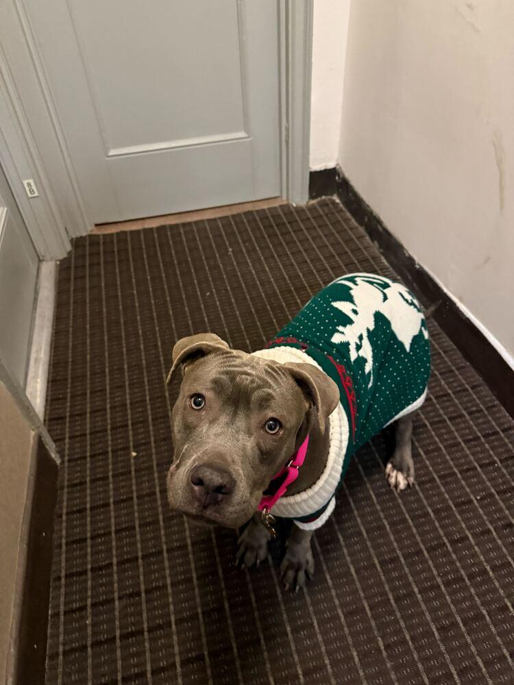 Enlarge Silvie, a Adoptable mixed breed in New York, NY image 3/6