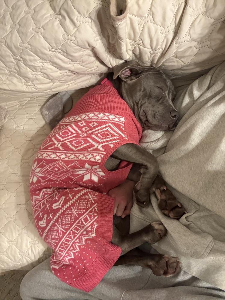 Enlarge Silvie, a Adoptable mixed breed in New York, NY image 5/6