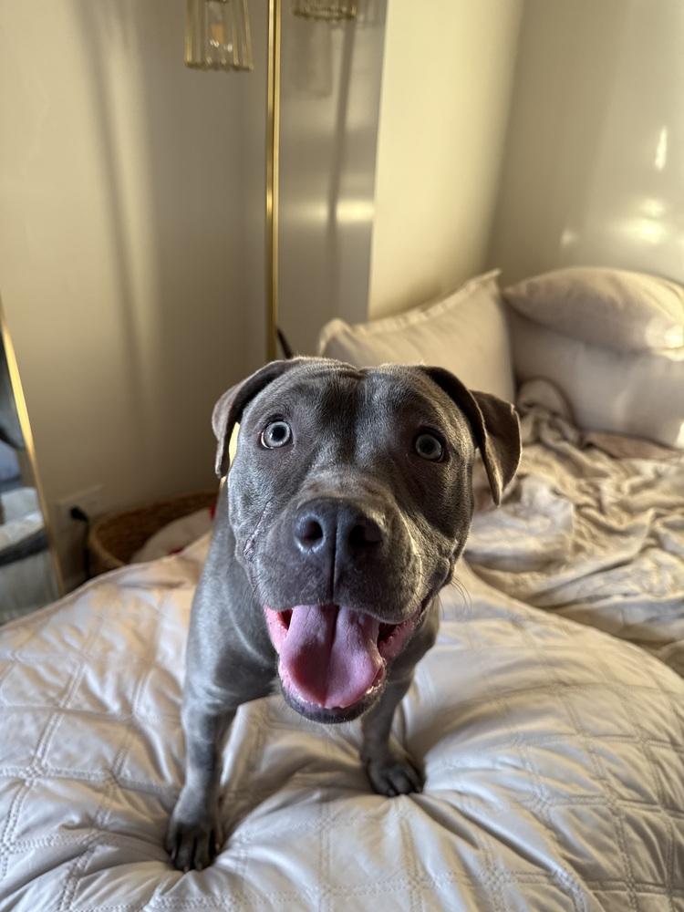 Enlarge Silvie, a Adoptable mixed breed in New York, NY image 6/6