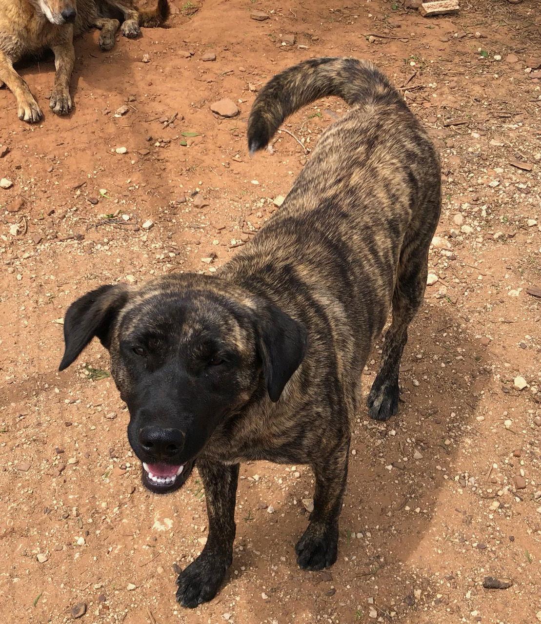 Enlarge TURKA, a Adoptable Anatolian Shepherd in San Antonio, TX image 1/2