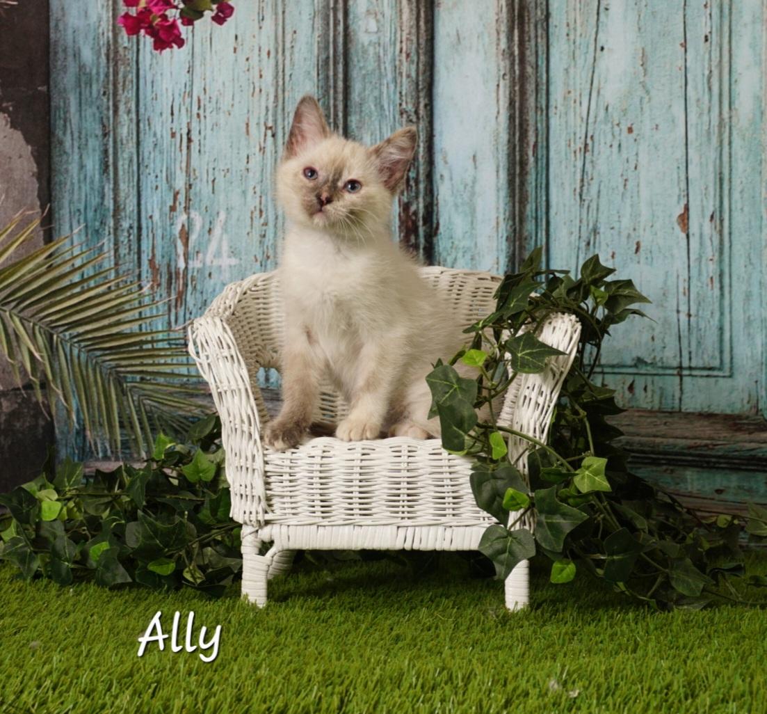 Ally, an adoptable Siamese & Domestic Short Hair Mix in Waterloo, IA_image-1