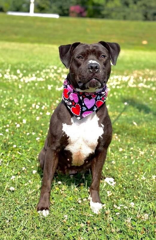 Shadow, Adoptable, Adult Female Pit Bull Terrier.