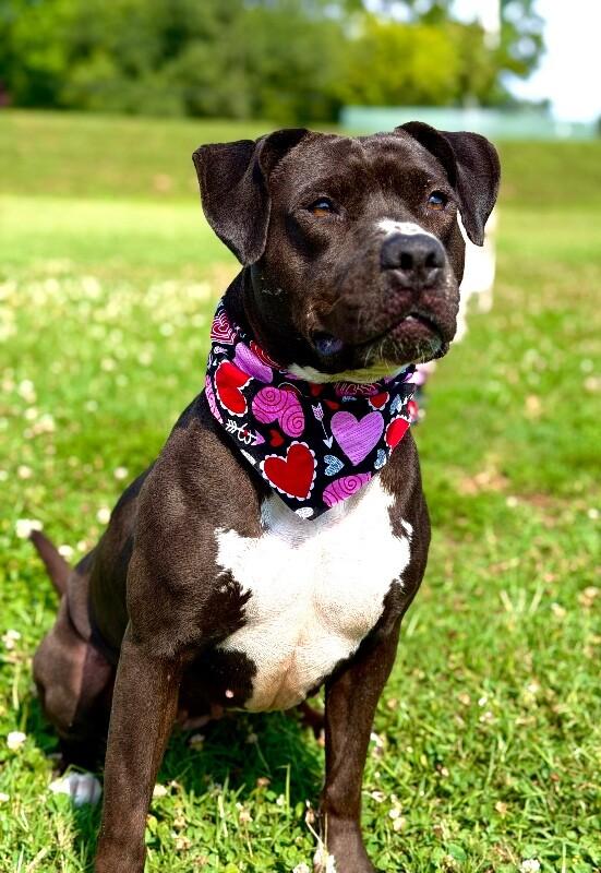 Shadow, a Adoptable Pit Bull Terrier in Maryville, TN image 2/6
