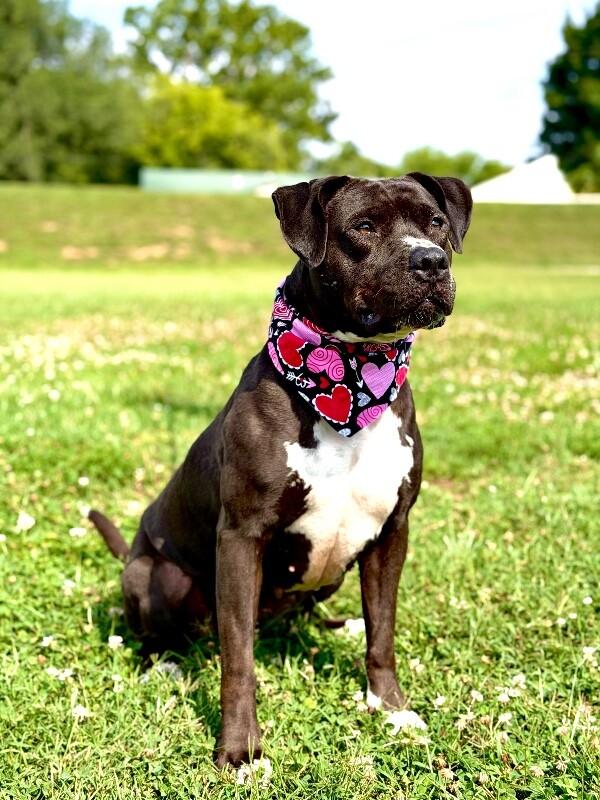 Shadow, a Adoptable Pit Bull Terrier in Maryville, TN image 3/6