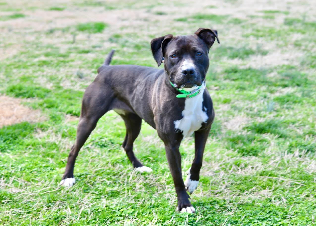 Shadow, Adoptable, Adult Female Pit Bull Terrier.
