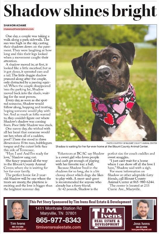 Shadow, a Adoptable Pit Bull Terrier in Maryville, TN image 4/6