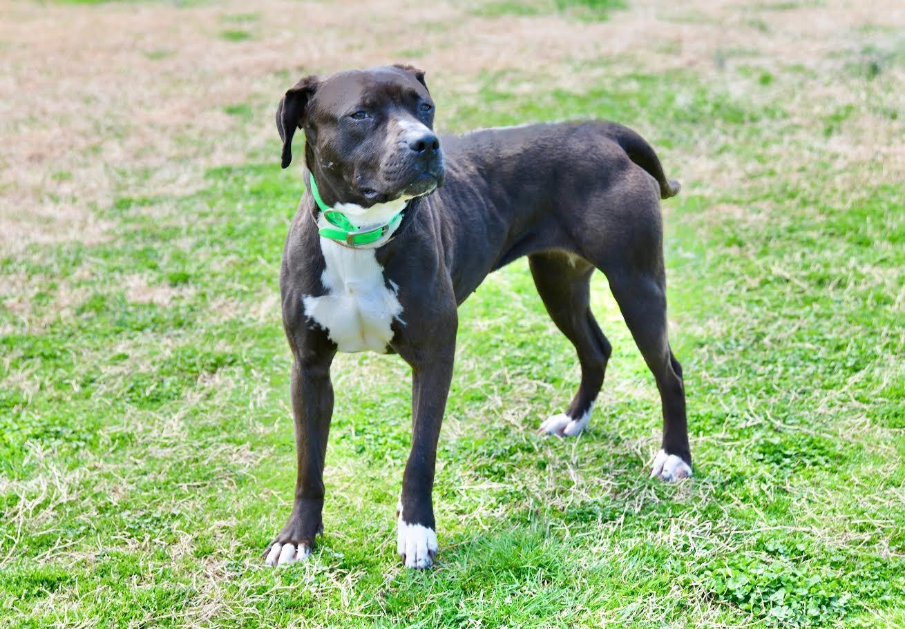 Enlarge Shadow, a Adoptable Pit Bull Terrier in Maryville, TN image 2/4