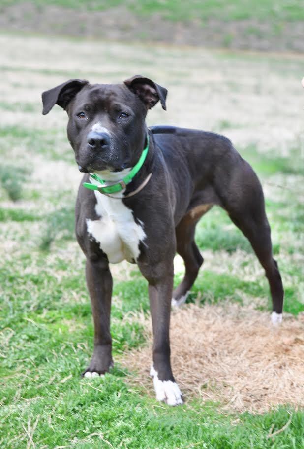 Enlarge Shadow, a Adoptable Pit Bull Terrier in Maryville, TN image 3/4