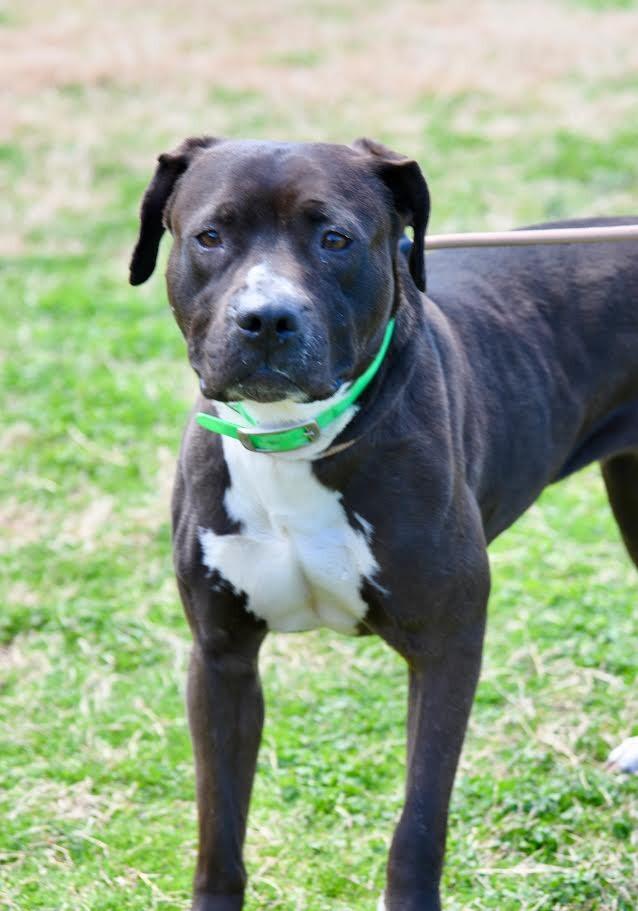 Enlarge Shadow, a Adoptable Pit Bull Terrier in Maryville, TN image 4/4
