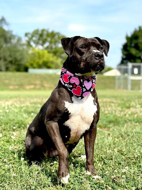 Shadow, a Adoptable Pit Bull Terrier in Maryville, TN image 5/6