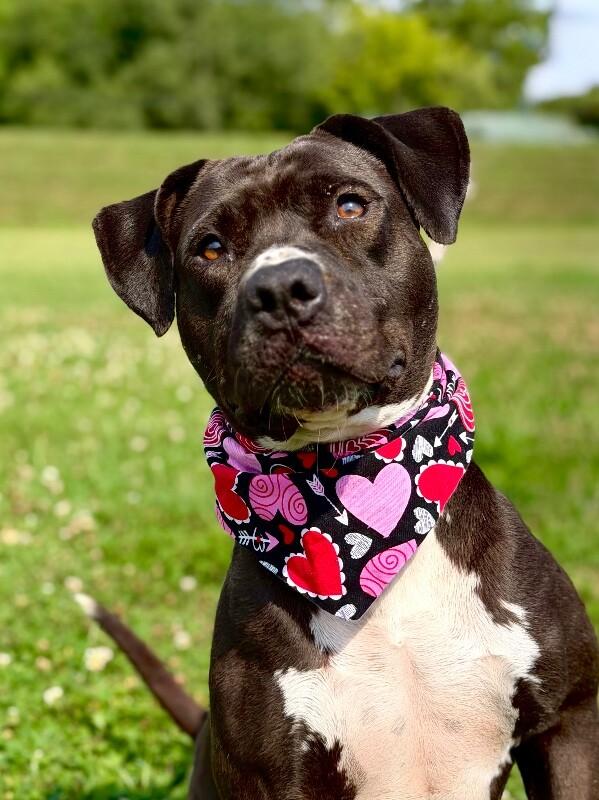 Shadow, a Adoptable Pit Bull Terrier in Maryville, TN image 6/6