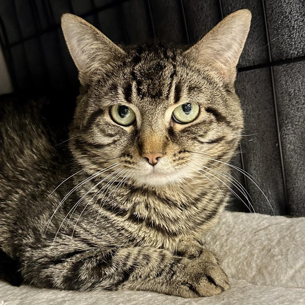 Enlarge Fajita, a Adoptable Domestic Short Hair in Middleburg Heights , OH image 1/6