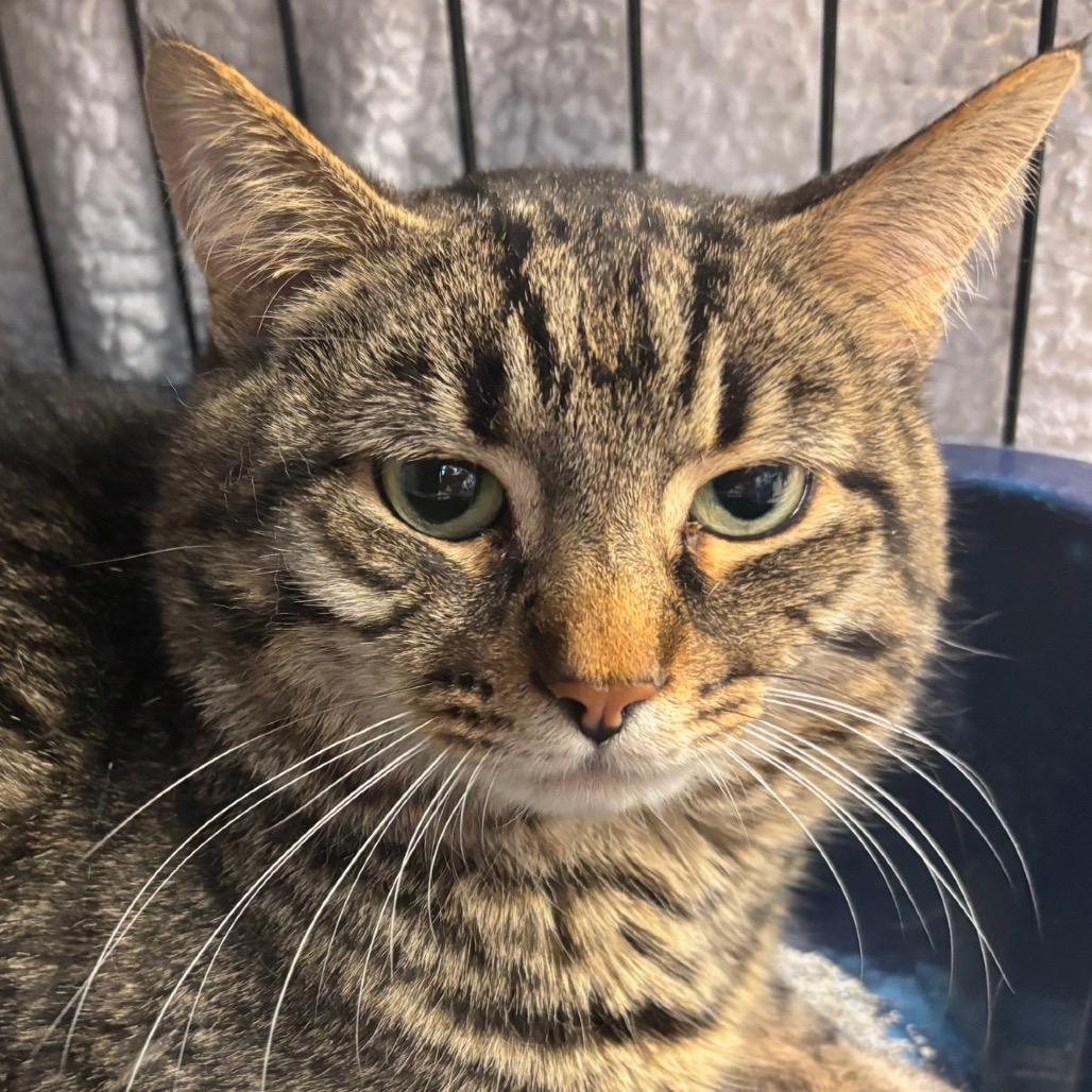 Enlarge Fajita, a Adoptable Domestic Short Hair in Middleburg Heights , OH image 2/6