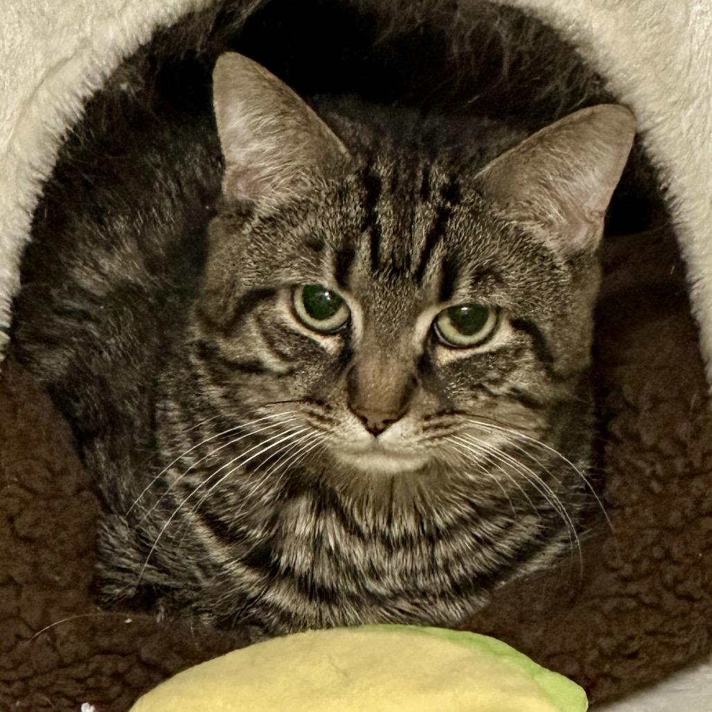 Enlarge Fajita, a Adoptable Domestic Short Hair in Middleburg Heights , OH image 3/6