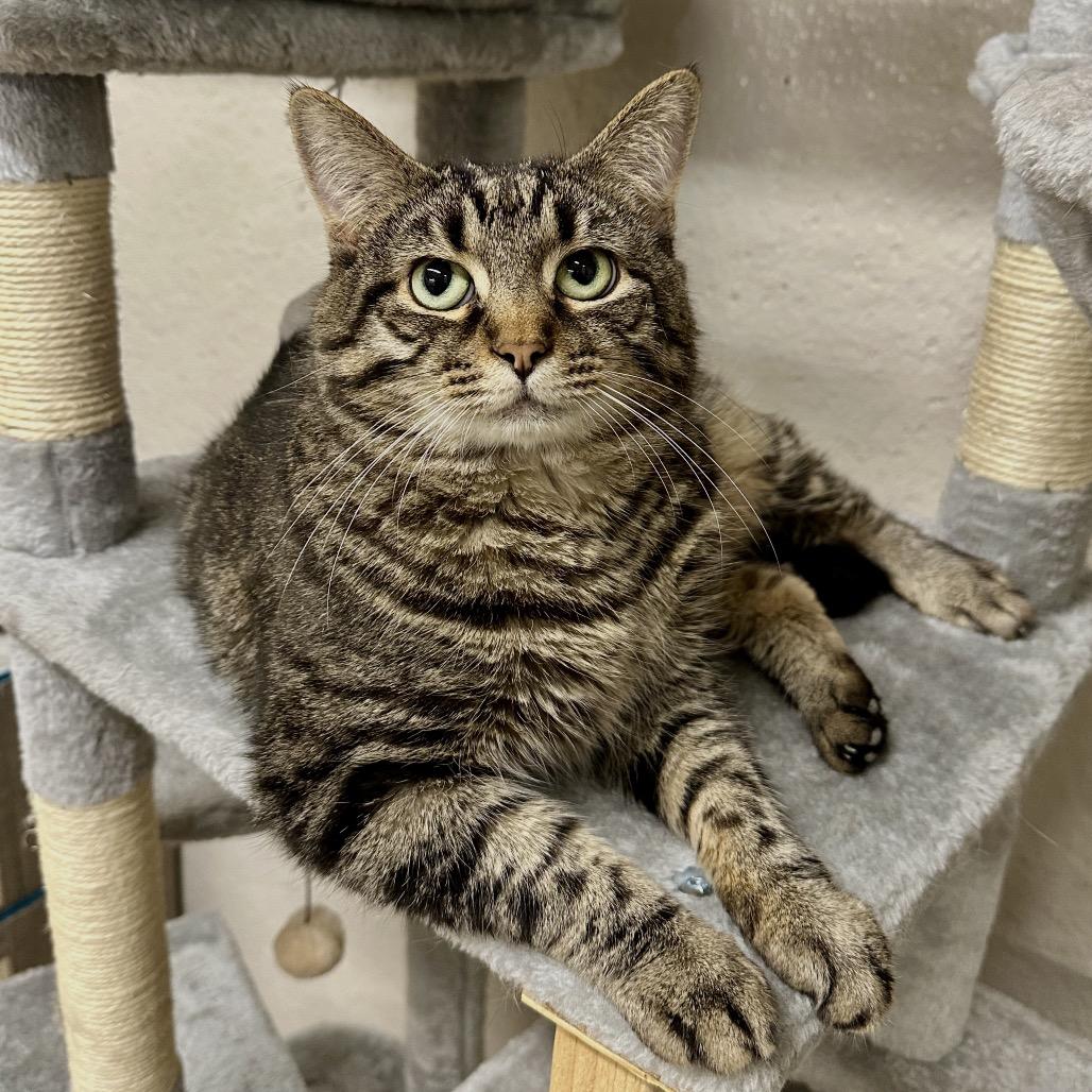 Enlarge Fajita, a Adoptable Domestic Short Hair in Middleburg Heights , OH image 4/6