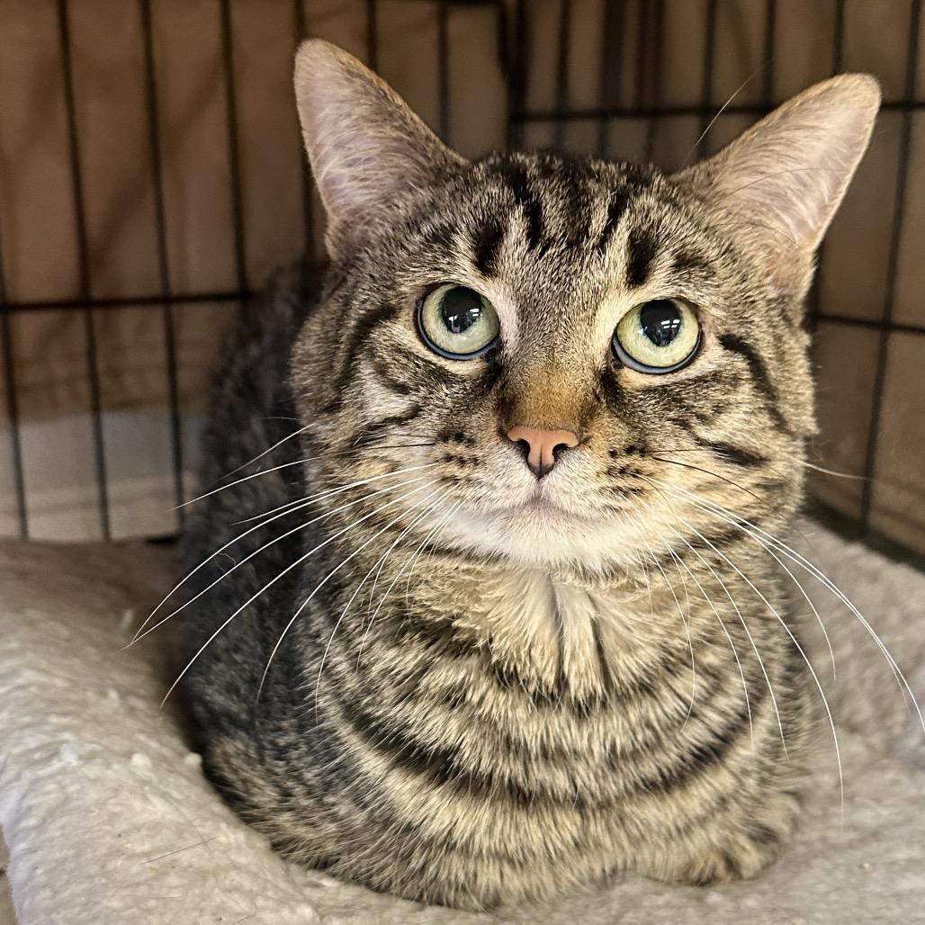 Enlarge Fajita, a Adoptable Domestic Short Hair in Middleburg Heights , OH image 5/6