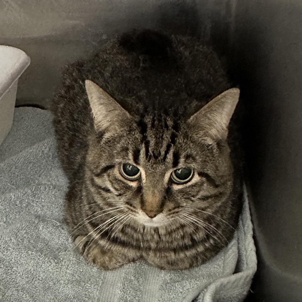 Enlarge Fajita, a Adoptable Domestic Short Hair in Middleburg Heights , OH image 6/6