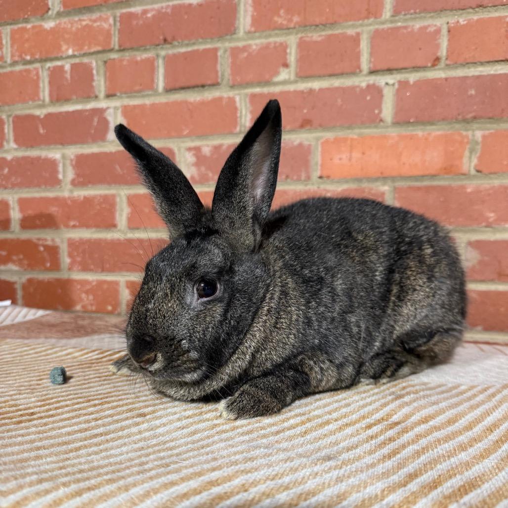 Savannah, Adoptable, Adult Female Rex.